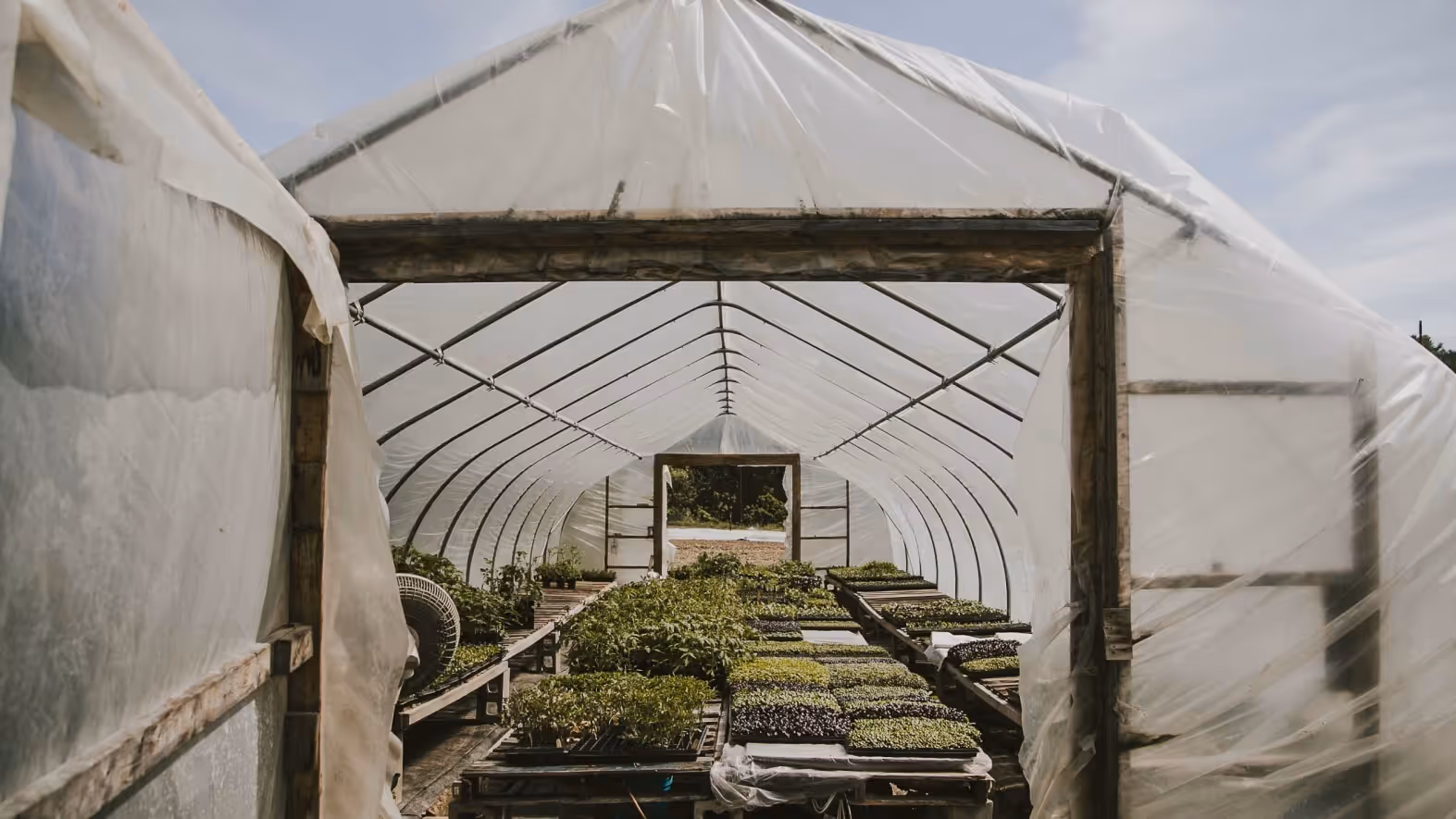 White greenhouse with seedling trays and wooden shelves