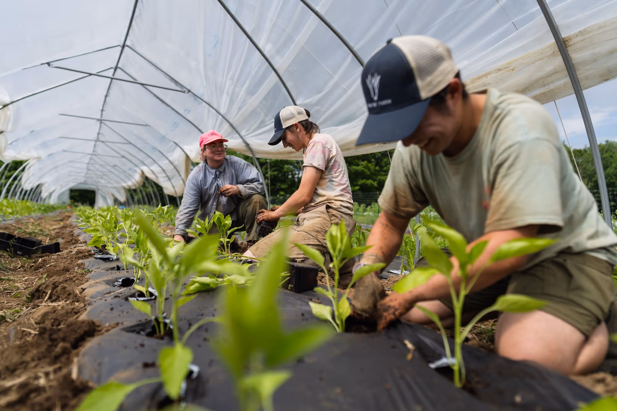 Farmers planting seedlings in a greenhouse with black landscape fabric