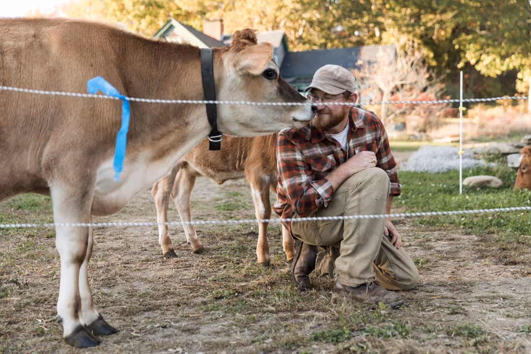 Farmer in plaid shirt with cow on rural farm with fenced pasture