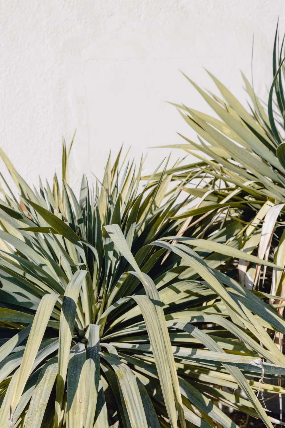 Greenery plant
