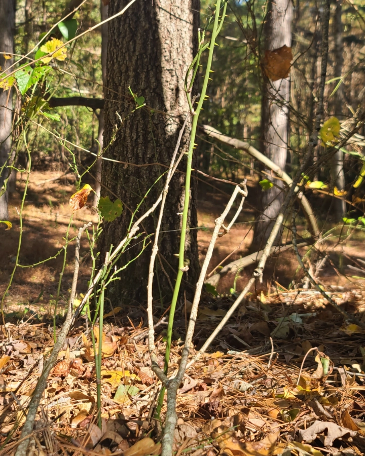 A vine growing near the base of a tree