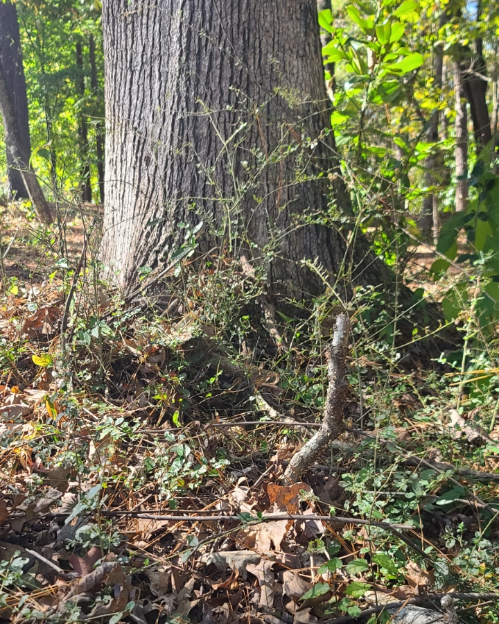 Brush growing at the base of a tree trapping in moisture and creating an environment conducive of pests, fungus, and mold