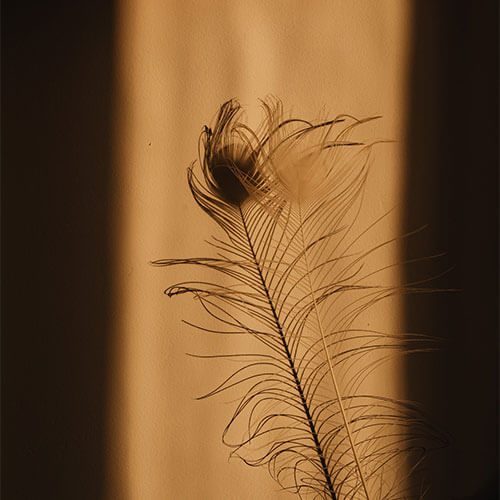 A shadow of a peacock feather.