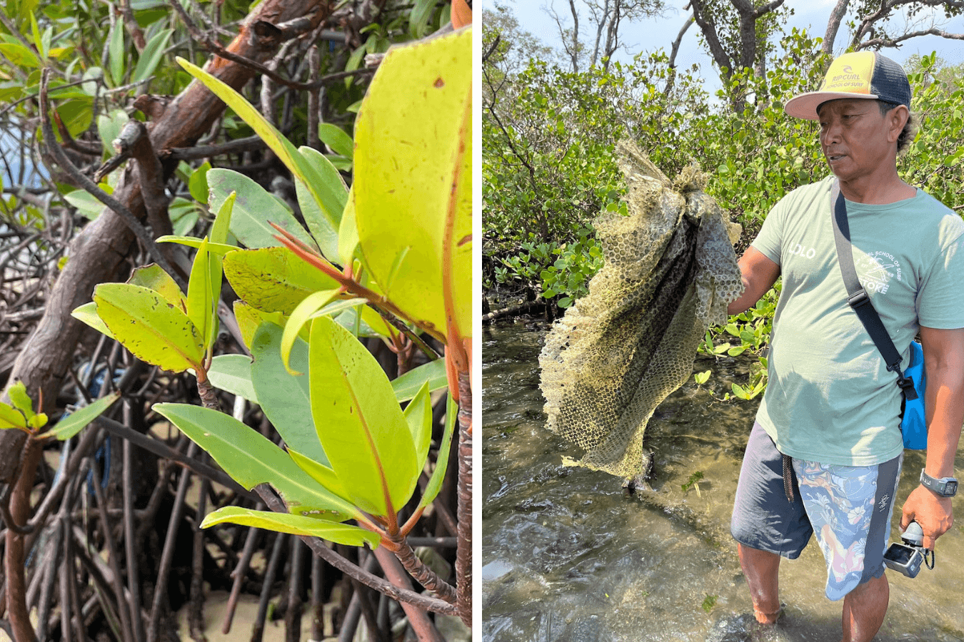 The mangroves in Bali are at risk from the presence of rubbish that accumulates.