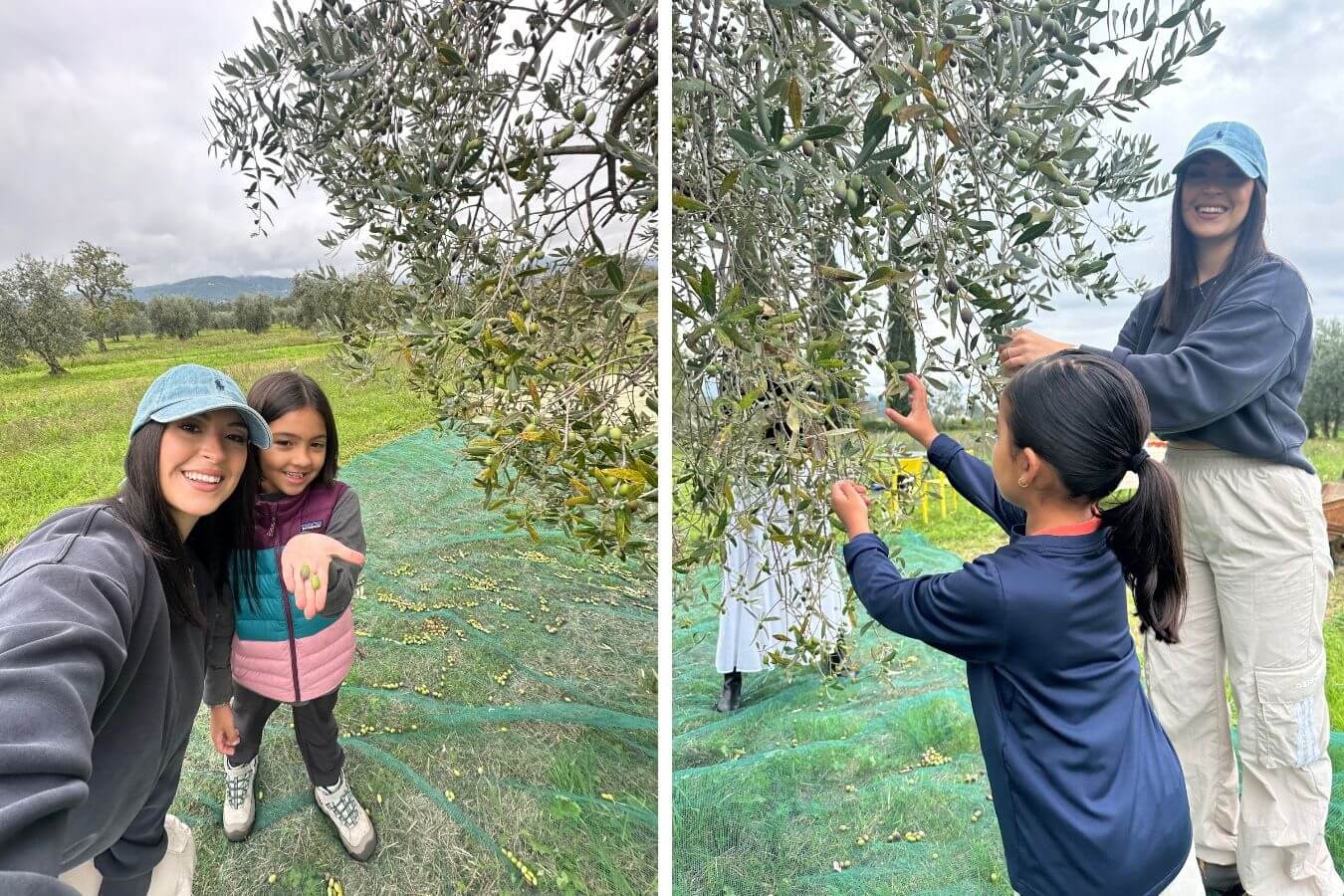 A family pick olives in an olive grove in Tuscany while slow traveling in Italy.