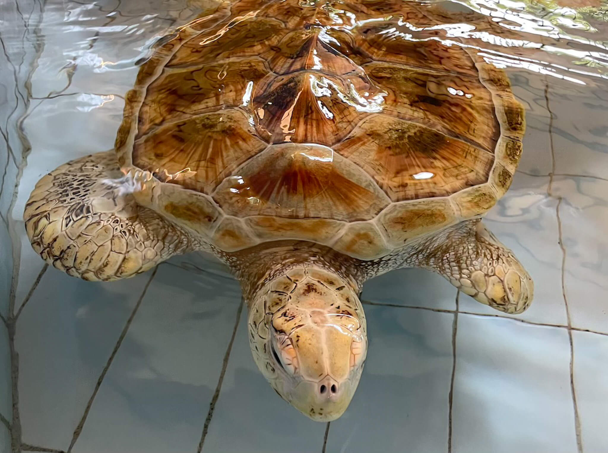 A turtle swims in the turtle sanctuary in Sanur