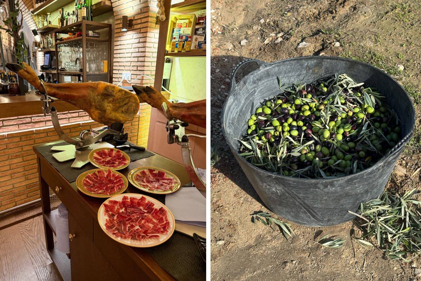 Typical Spanish food - jamon and olives