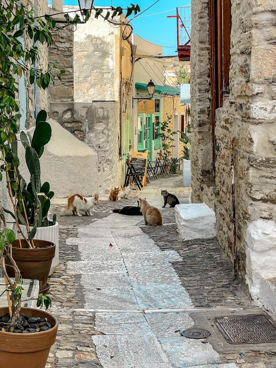 Cats gather in the streets of Syros