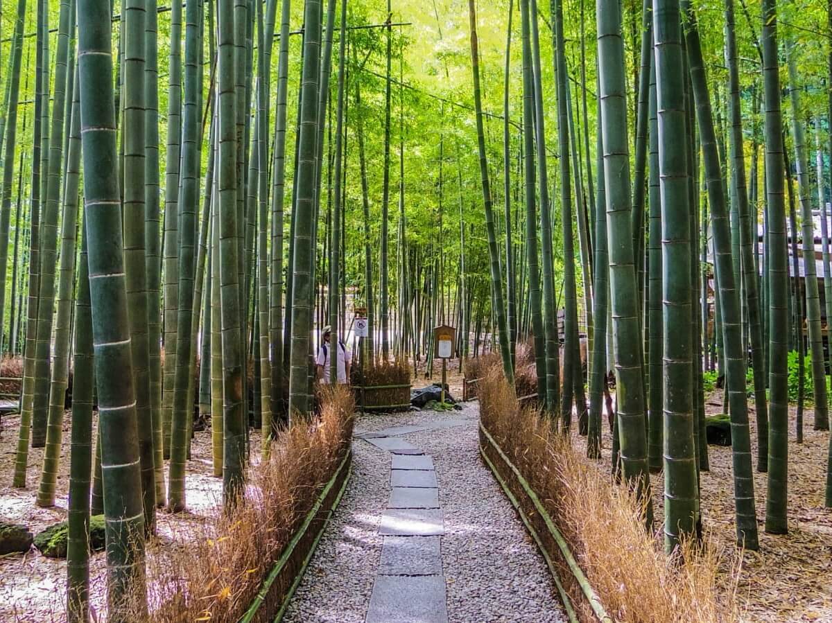 A bamboo forest in Japan.