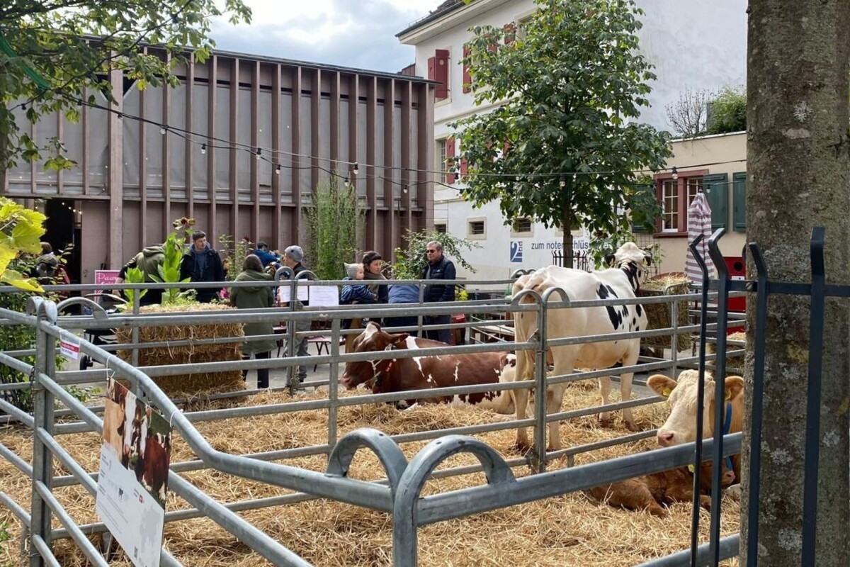 Aarau wird zum Bauernhof