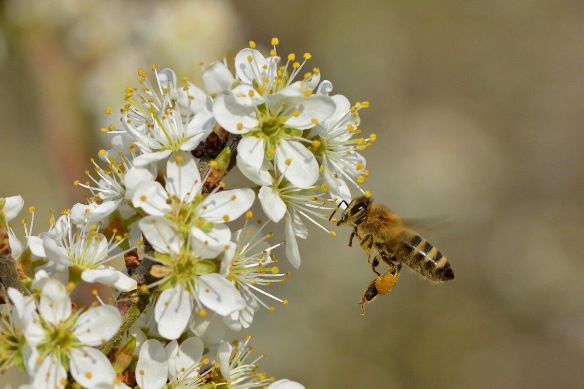 Abholung Bestellaktion Wildsträucher
