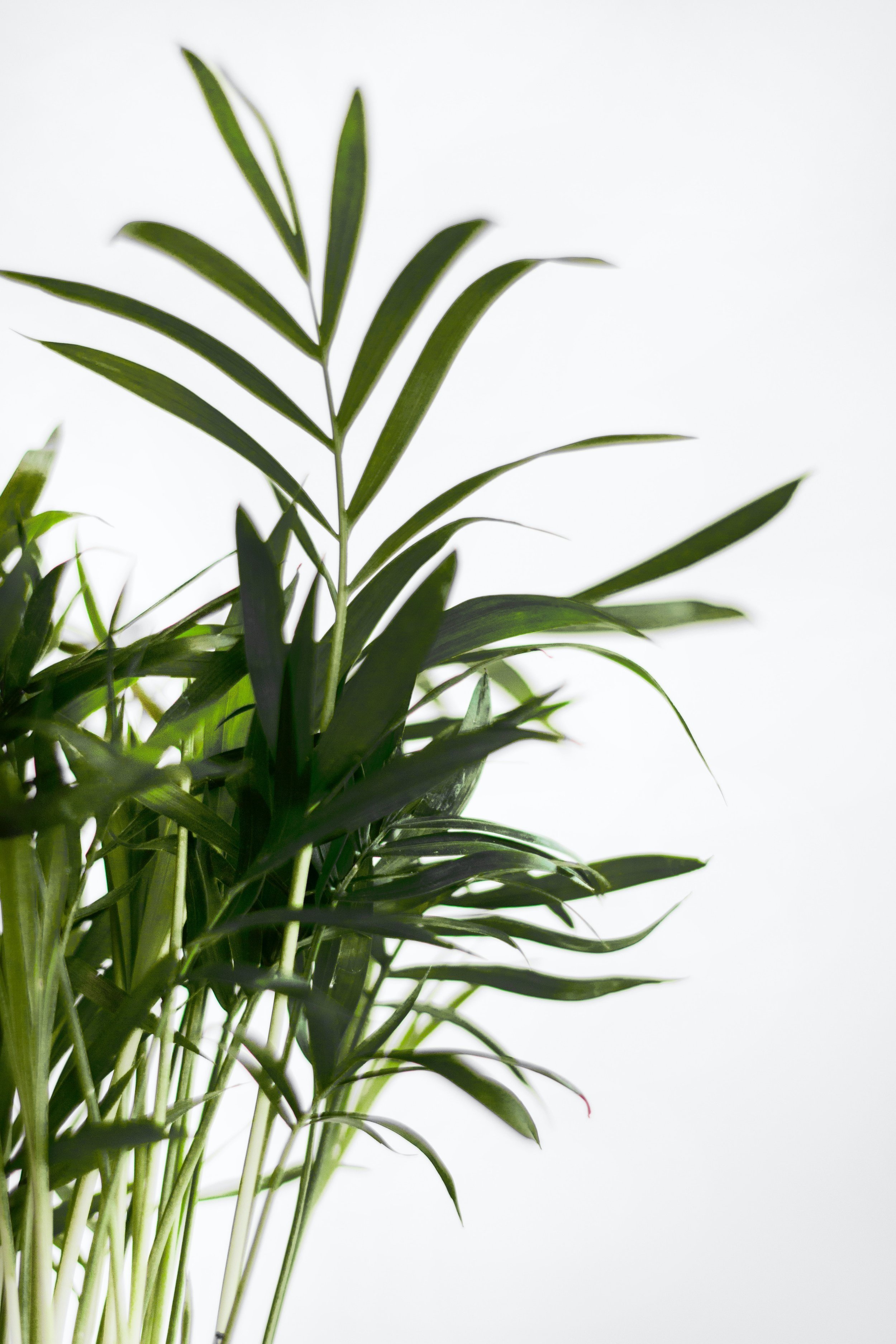 Contact Us - green plants in the background