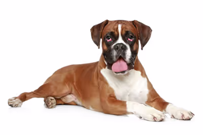 A Large Boxer Dog