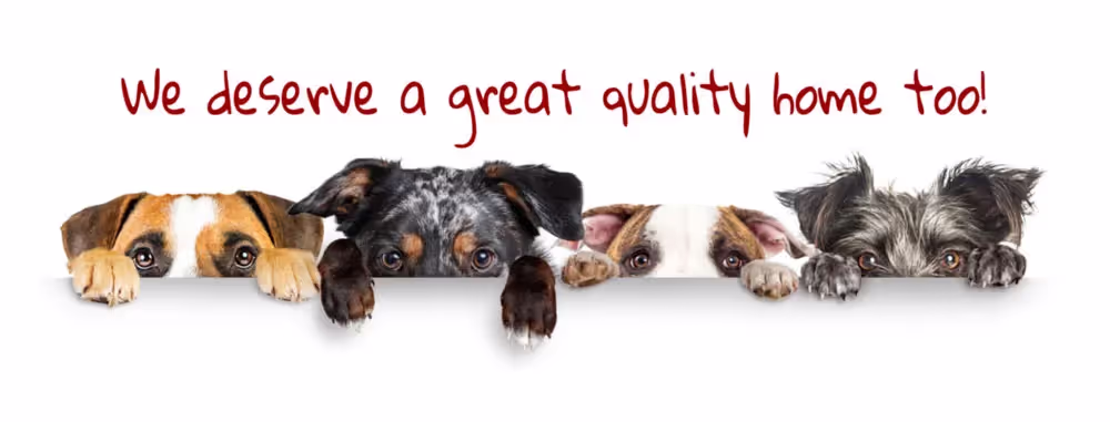 Puppies peeking over a wall wanting a quality dog house