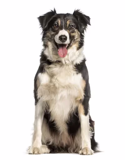 A medium sized Australian Shepherd Dog