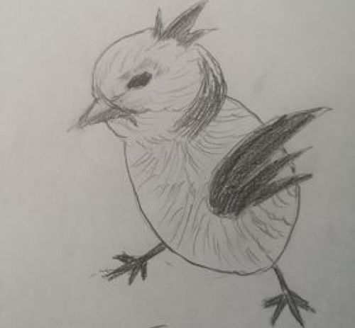 Bleistift Zeichnung Vogel Kücken Livarto Schülerin Michaela M.