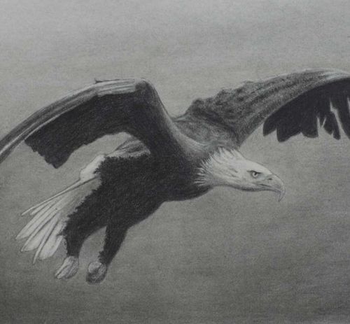 Bleistift Zeichnung Fliegender Adler Weißkopfseeadler Livarto Schülerin Michaela M.