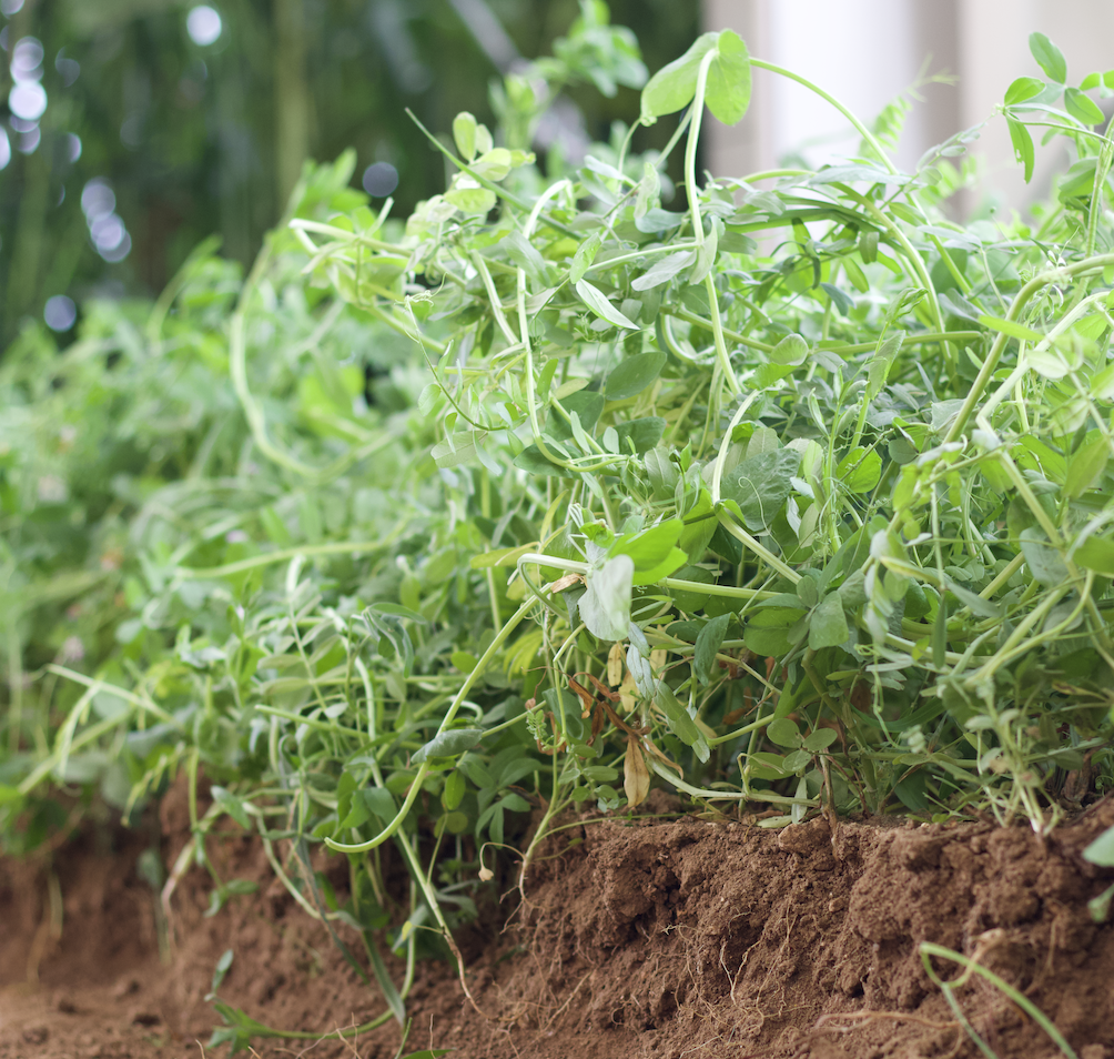 Close-up of green pea plants with leafy vines growing in rich brown soil.