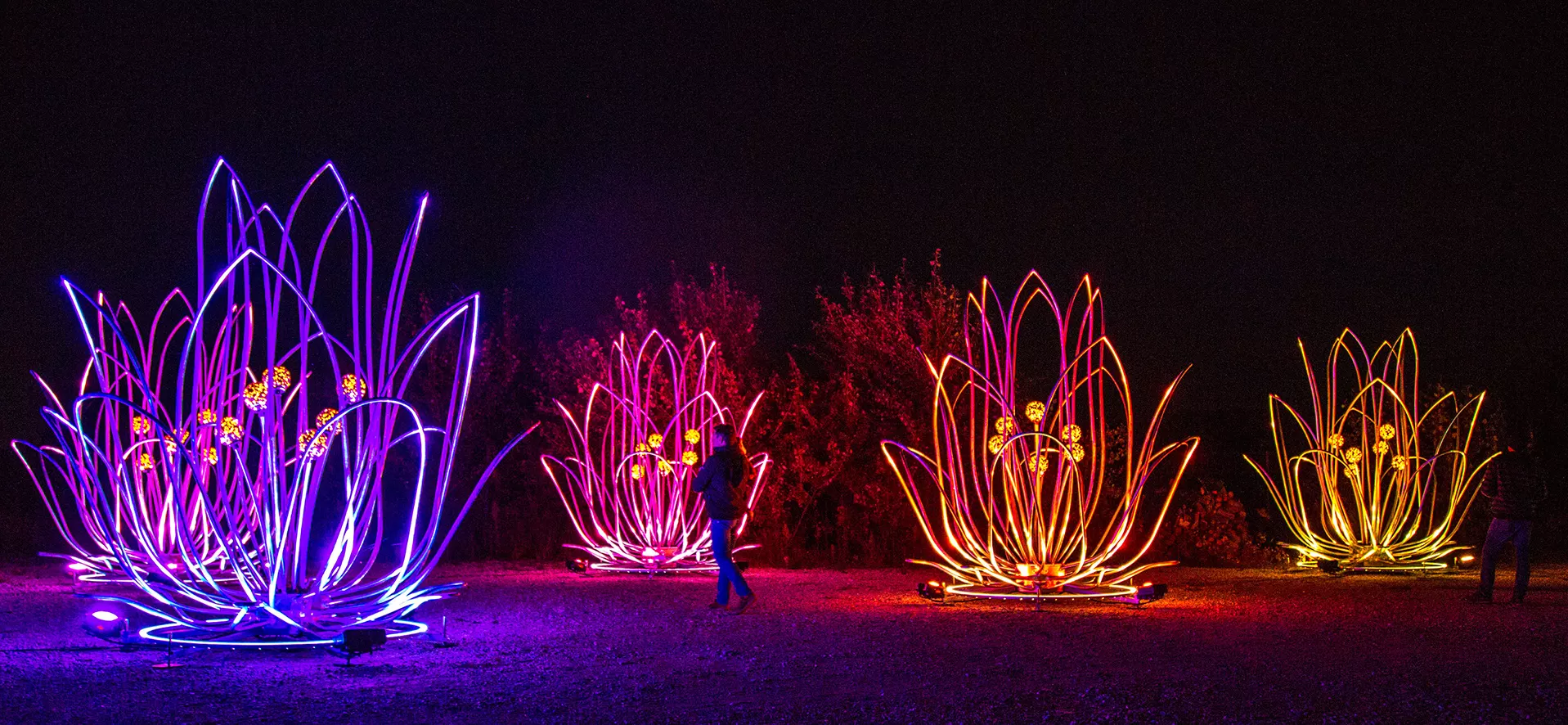 tilt giant light bloom water lily