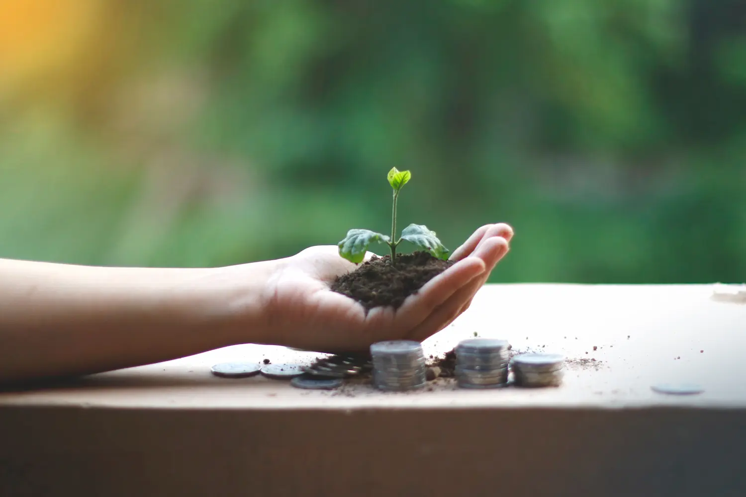 Une main soutient une jeune plante au-dessus de pièces de monnaie