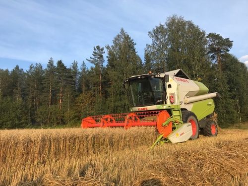 Puimuri viljapellolla