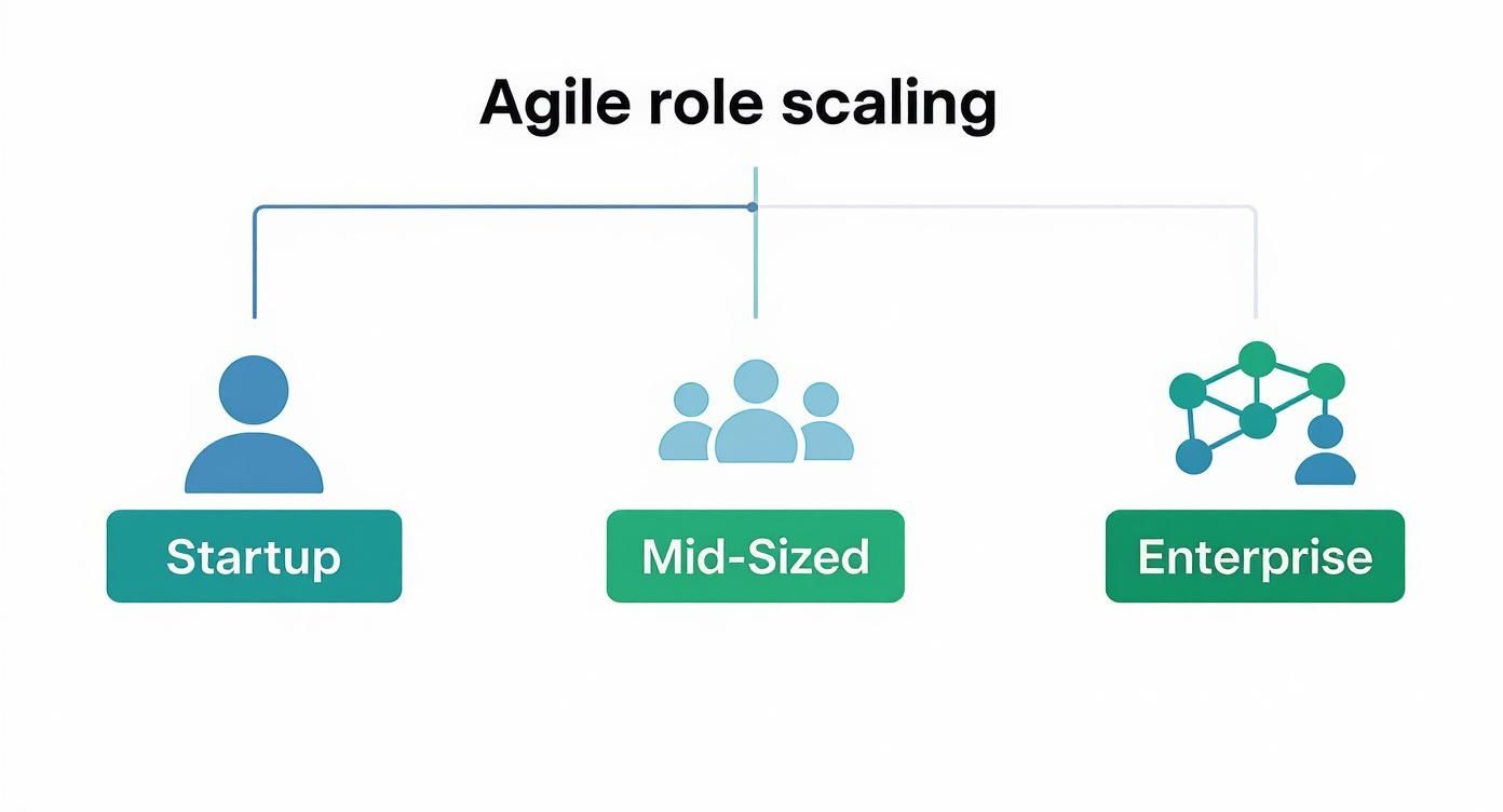 Infographic about roles in agile software development