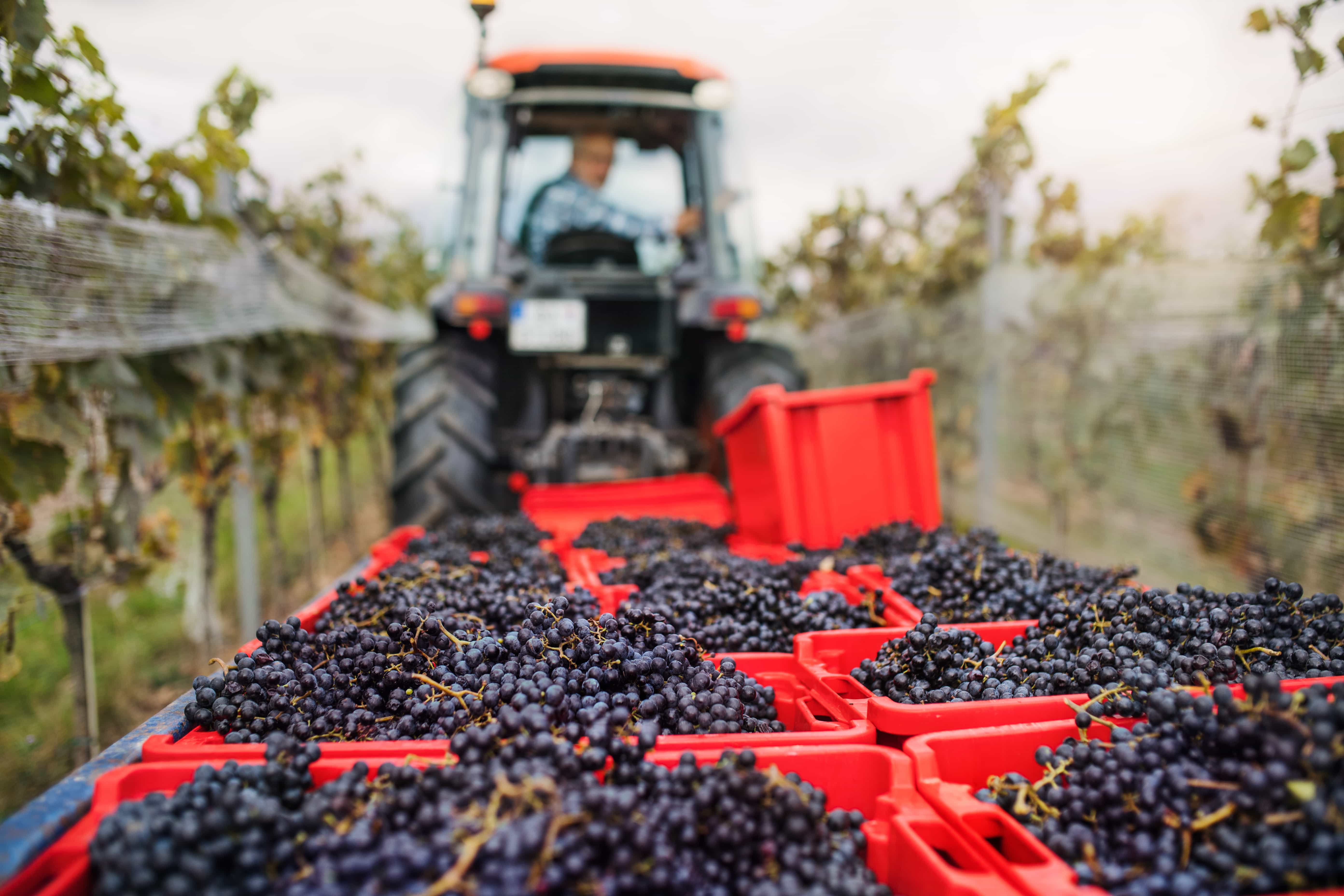 Tips to sell more wine this holiday season