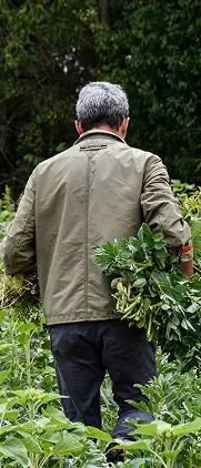 Agriculteur récoltant des légumes dans son champ