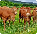 Viande bovine