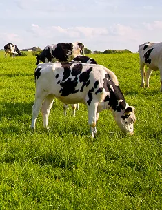 Troupeau bovin au pâturage