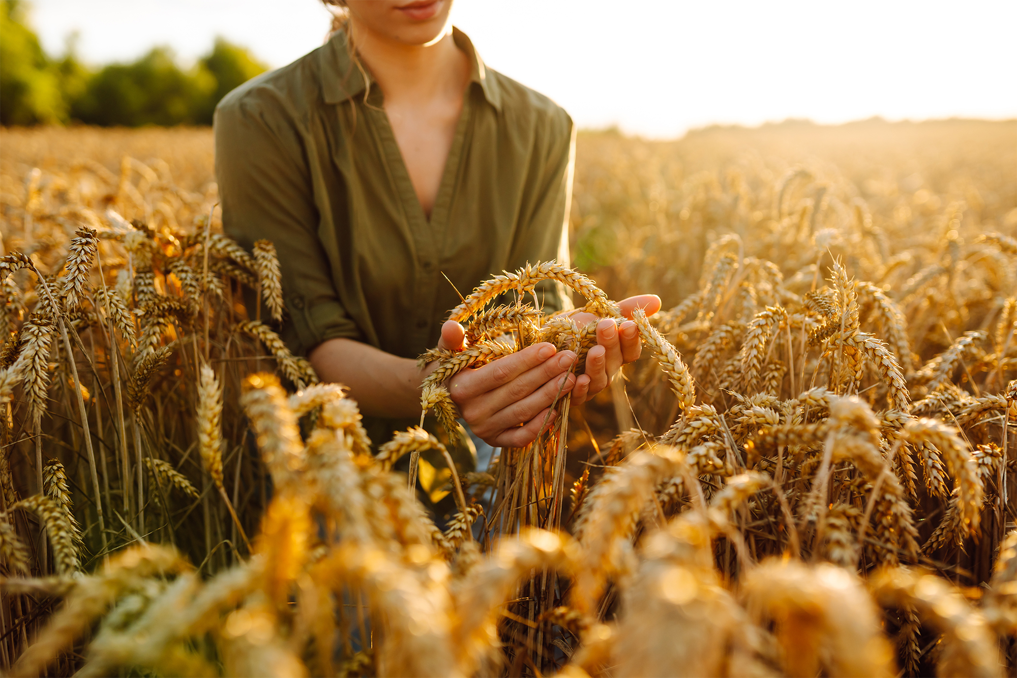 Agricultrice examinant des épis de blé dans un champ au coucher du soleil