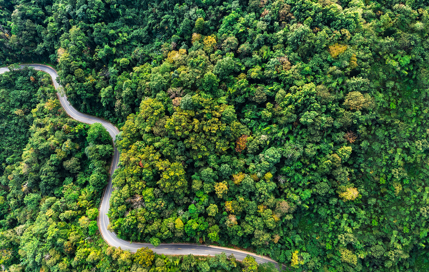 Vue aérienne d'une route sinueuse traversant une forêt dense
