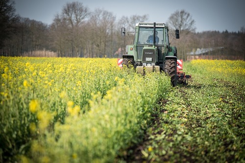 Tracteur travaillant dans un champ de colza en fleurs