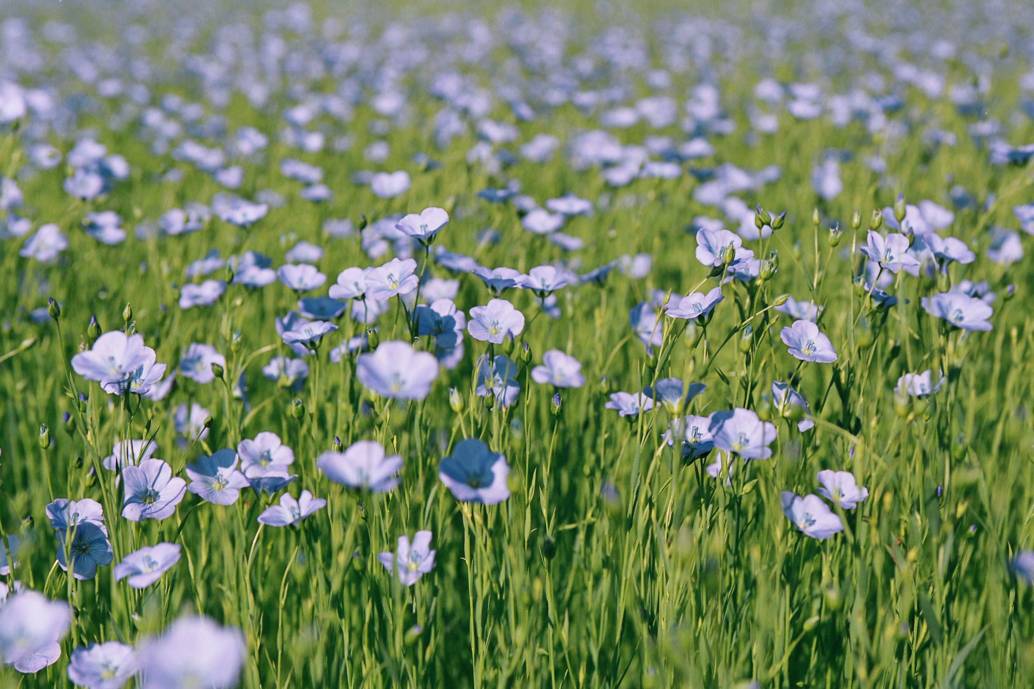 Champ de lin en fleur, fleurs bleues