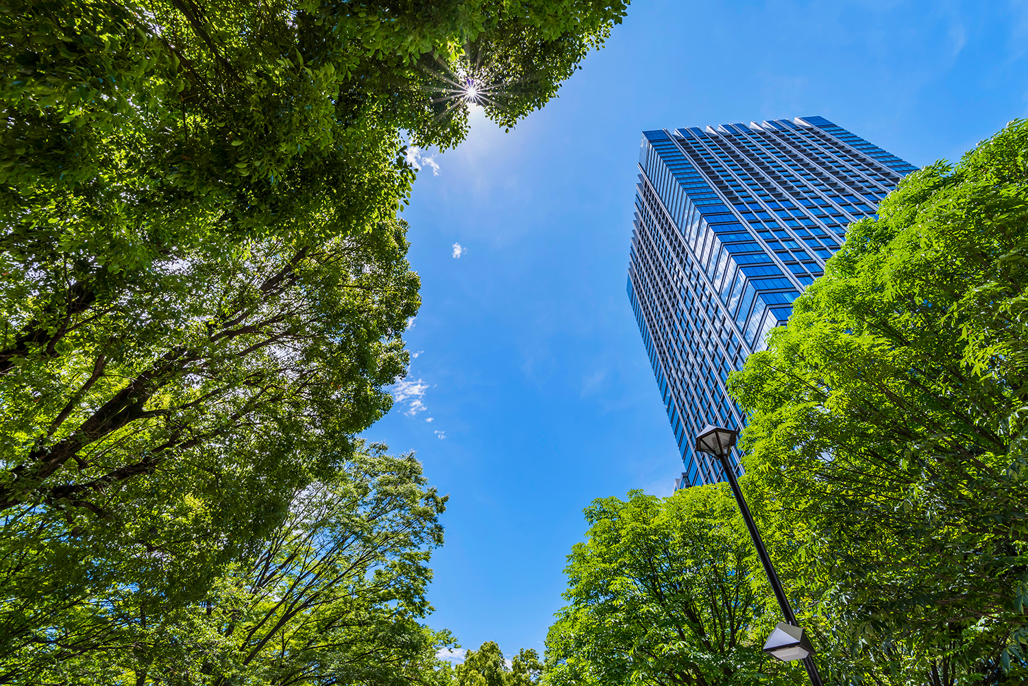 Immeuble de bureaux vitré vu en contre-plongée à travers des arbres