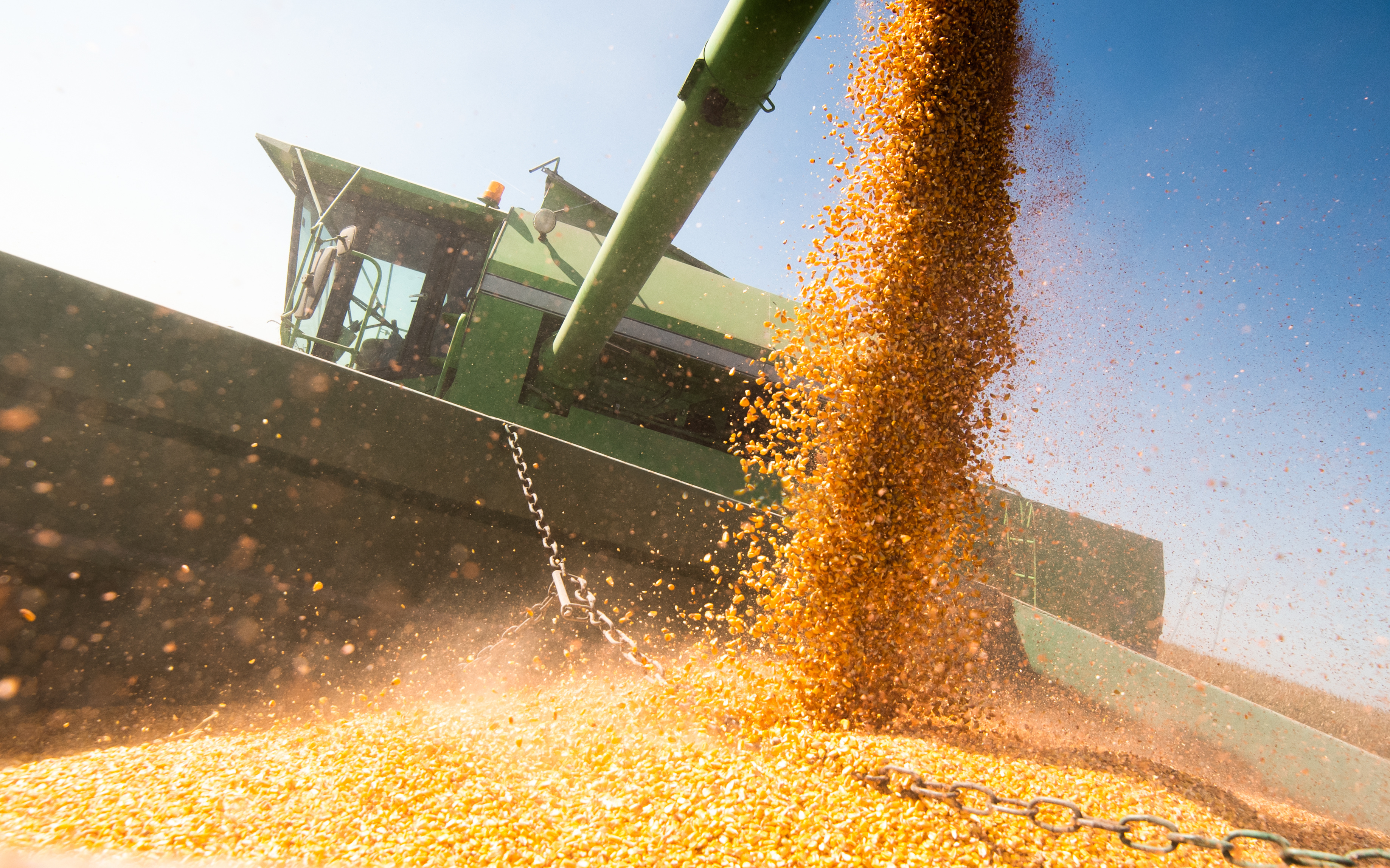Grain versé depuis la trémie d'une moissonneuse-batteuse dans une remorque