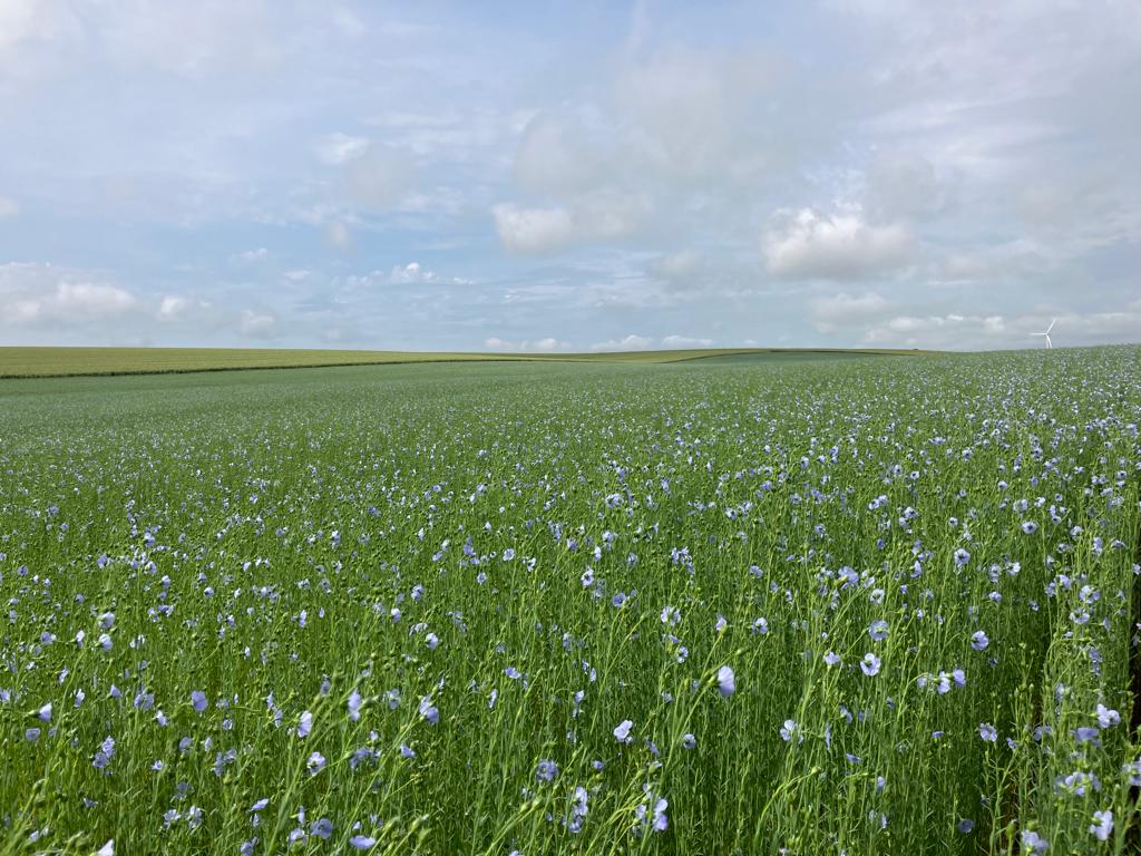 Champ de lin en fleur sous un ciel nuageux