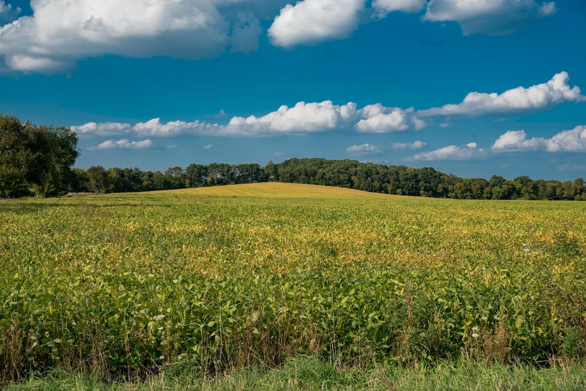 Grand champ cultivé sous un ciel bleu, bordé d'arbres
