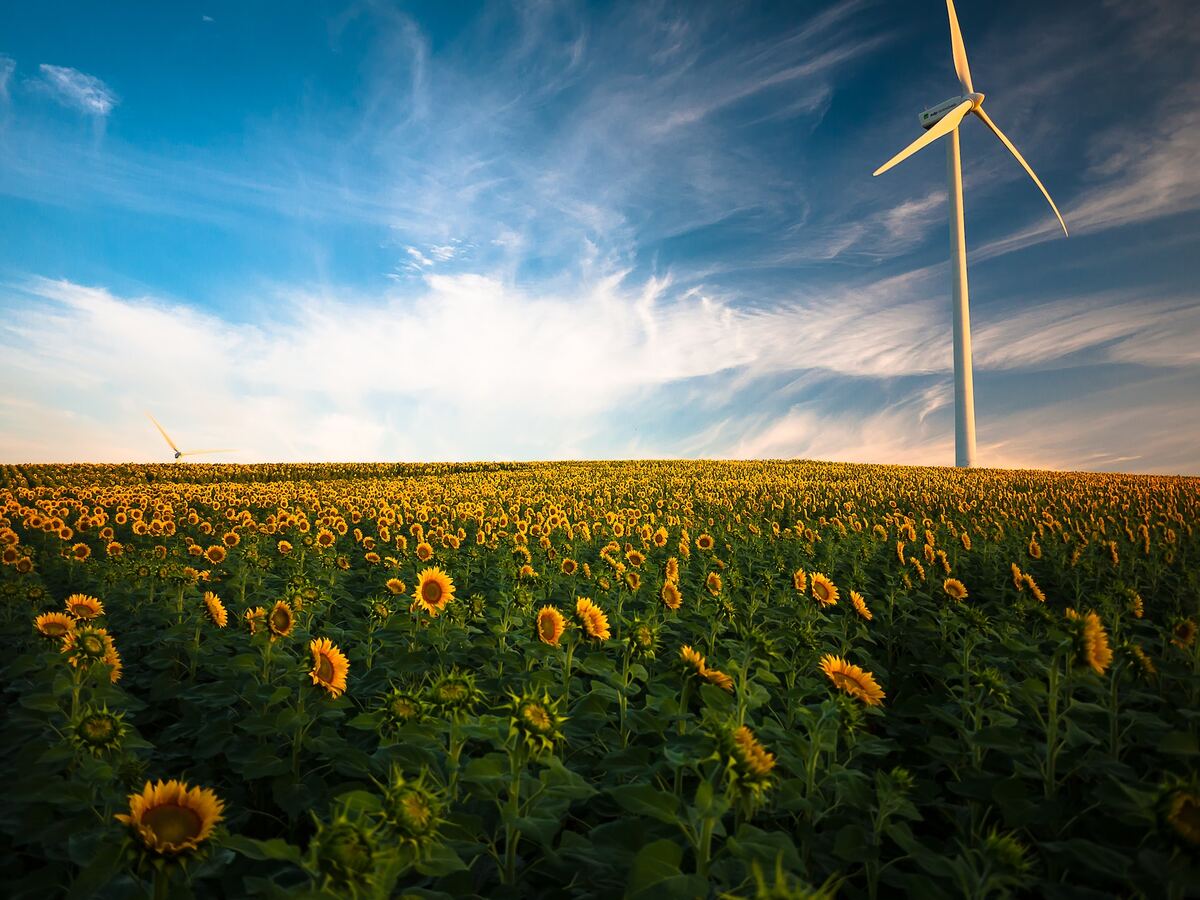 Champ de tournesols avec une éolienne, ciel bleu