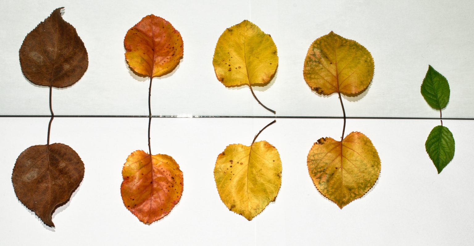 Phases of the real estate investing cycle for investors