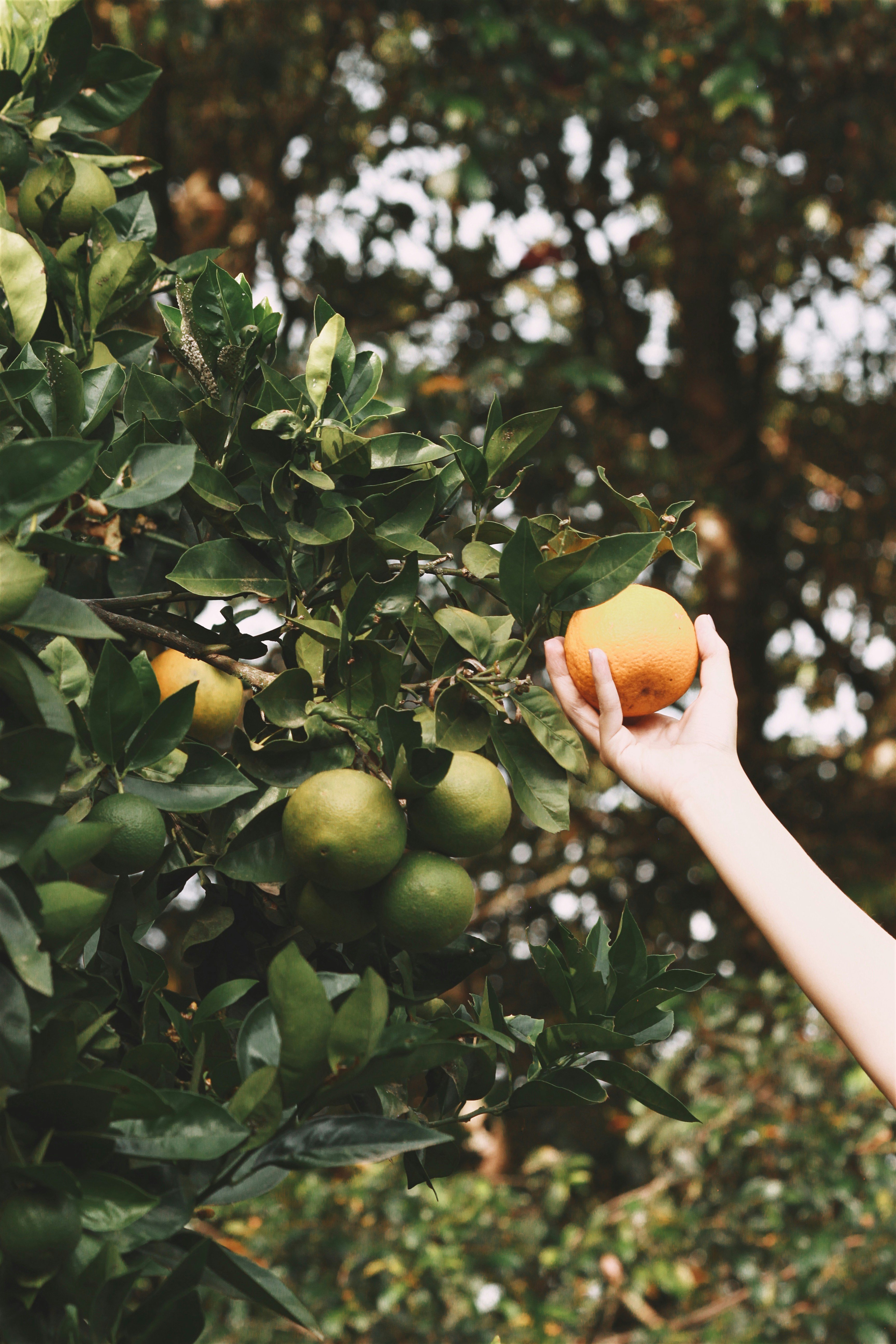 Person picking fresh citrus from a tree