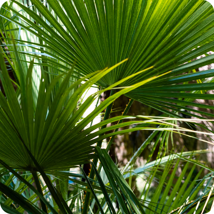 Trusted by Singaporean Men