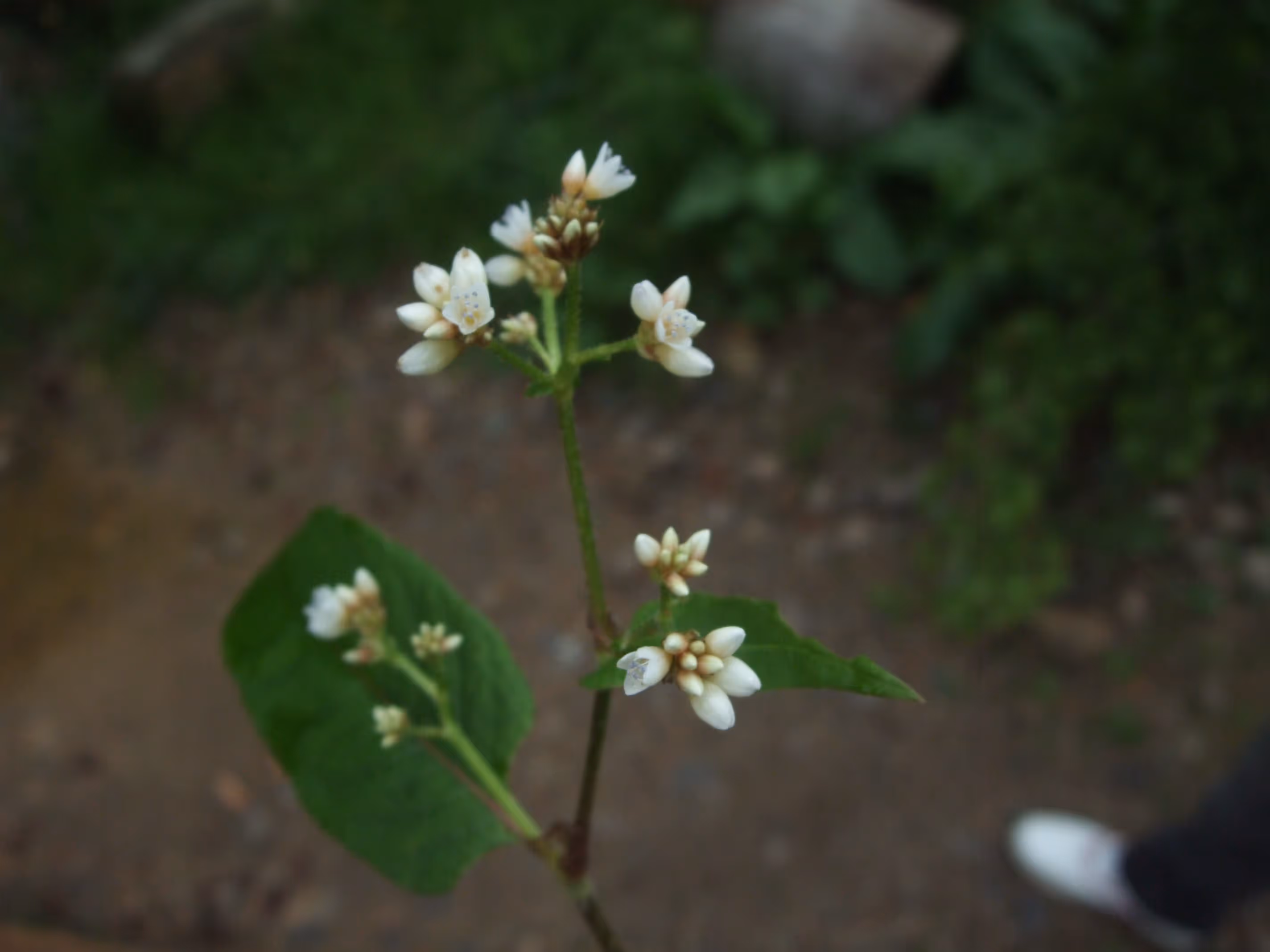Chinese Knotweed (He Shou Wu): Can It Treat Hair Loss?