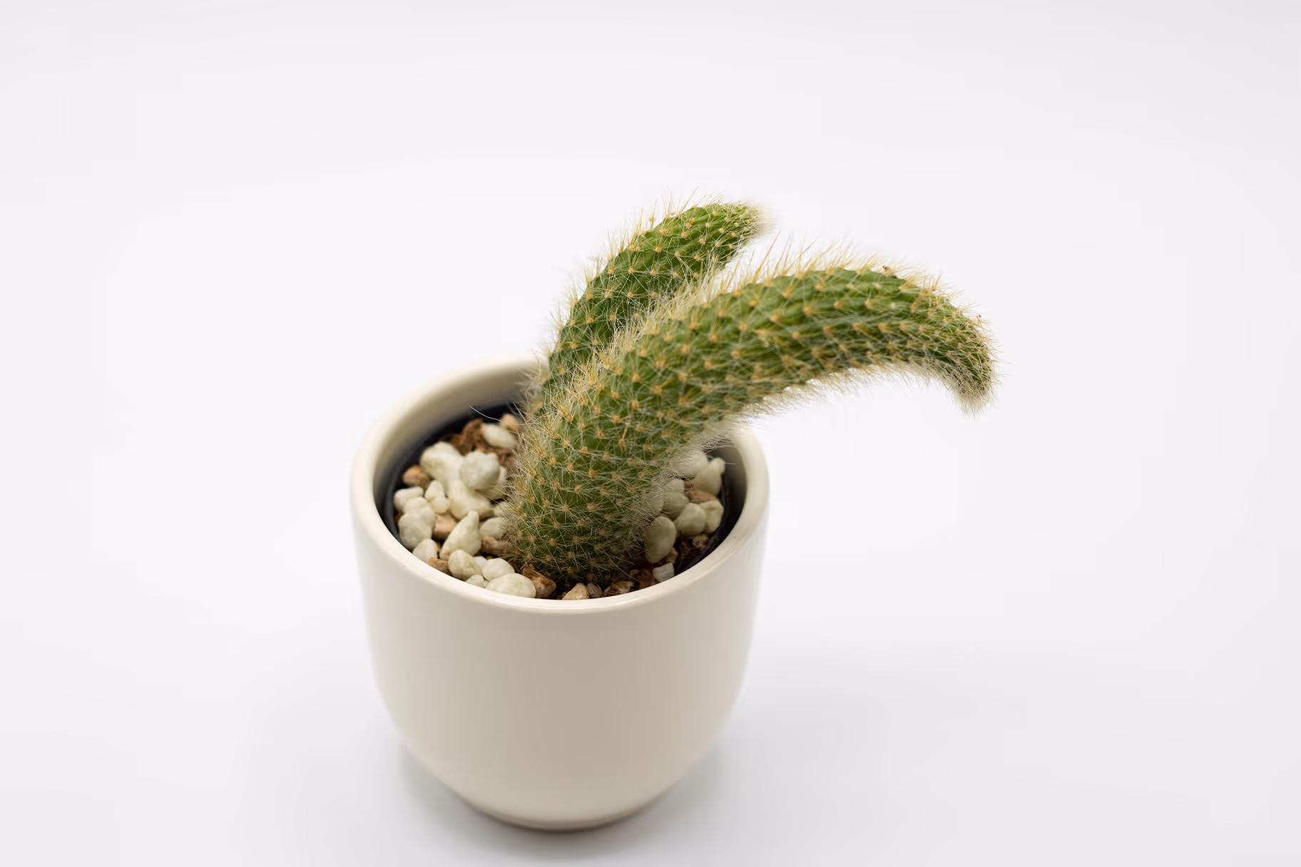 A downward-drooping plant cactus