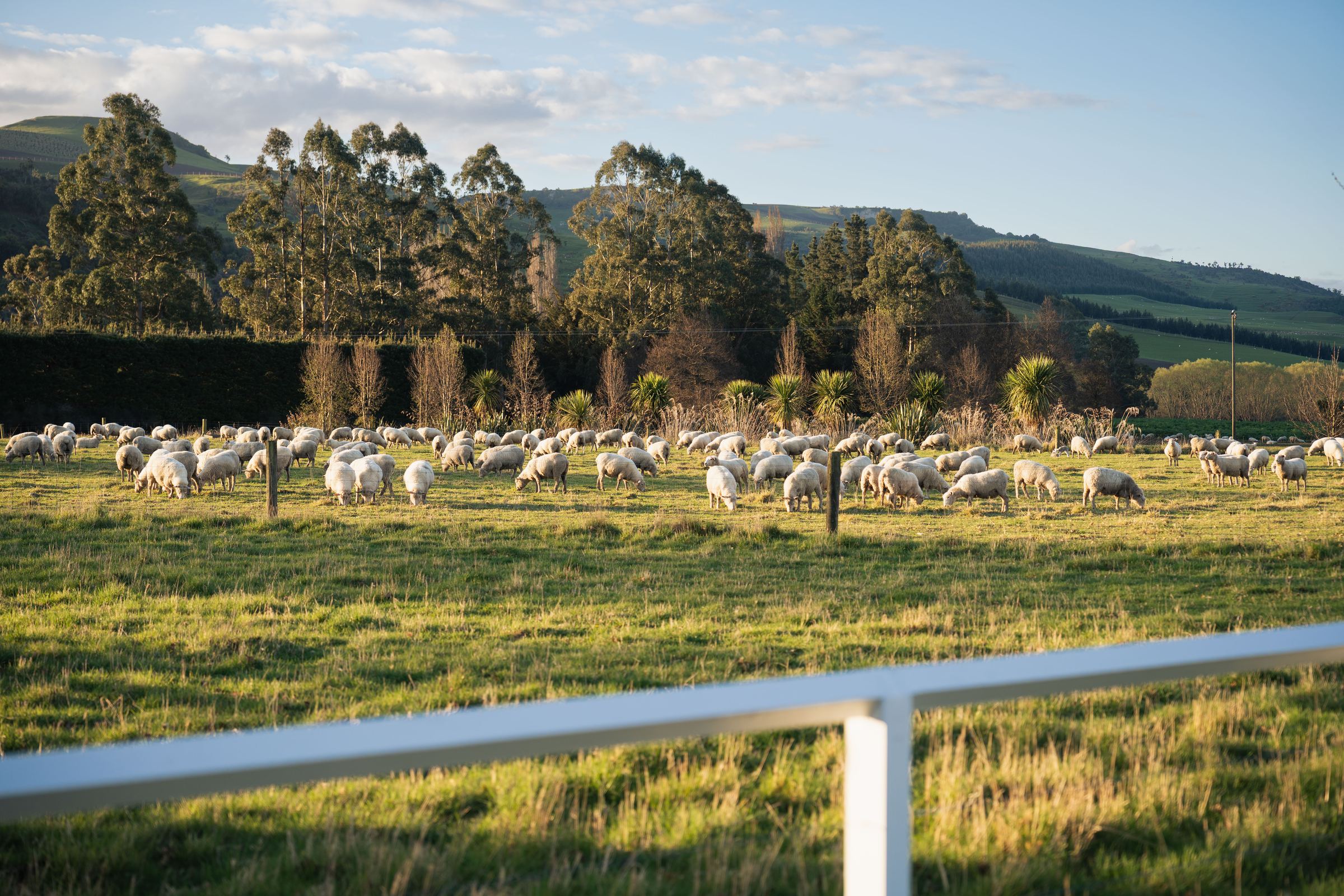 Sheep grazing in a green paddock with trees and hills behind