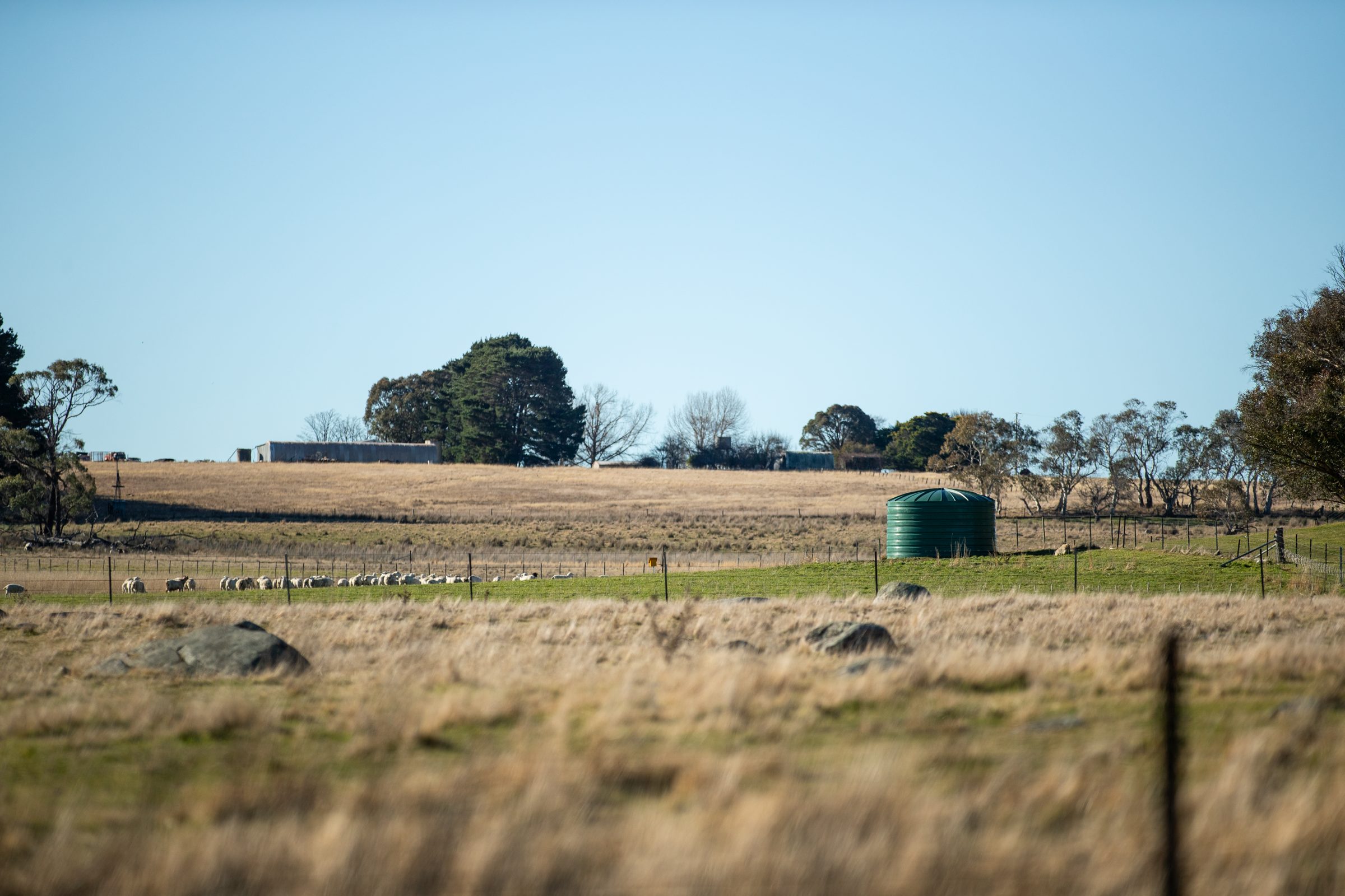 Sheep grazing near a green water tank in a dry Australian paddock