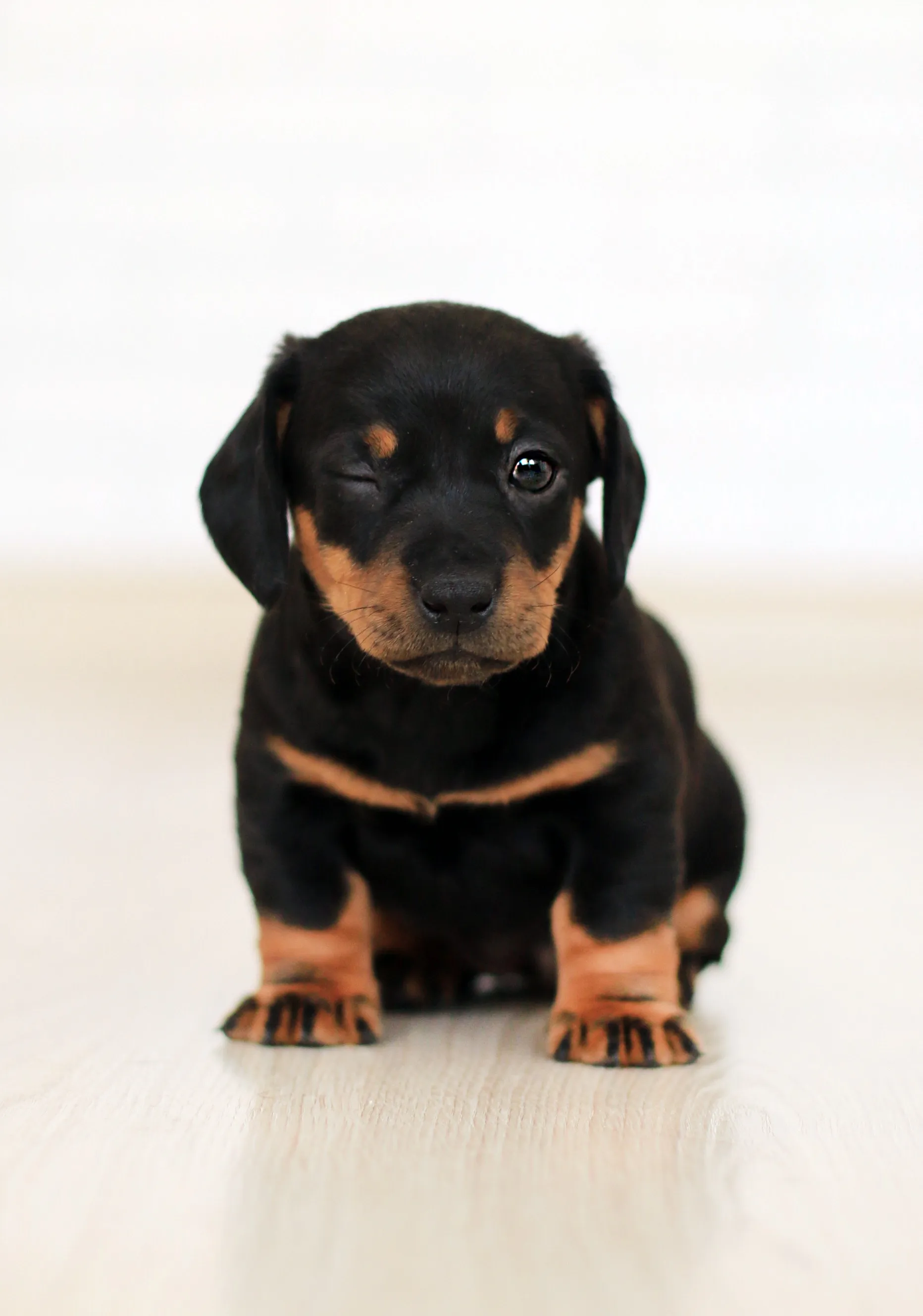 picture of cute puppy