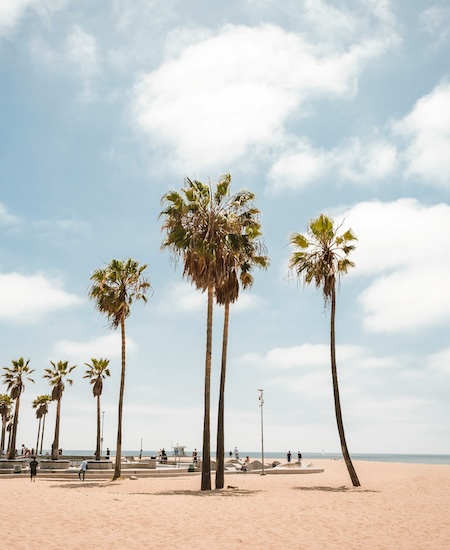 palm trees with on a beach with blue skies; best long beach therapists