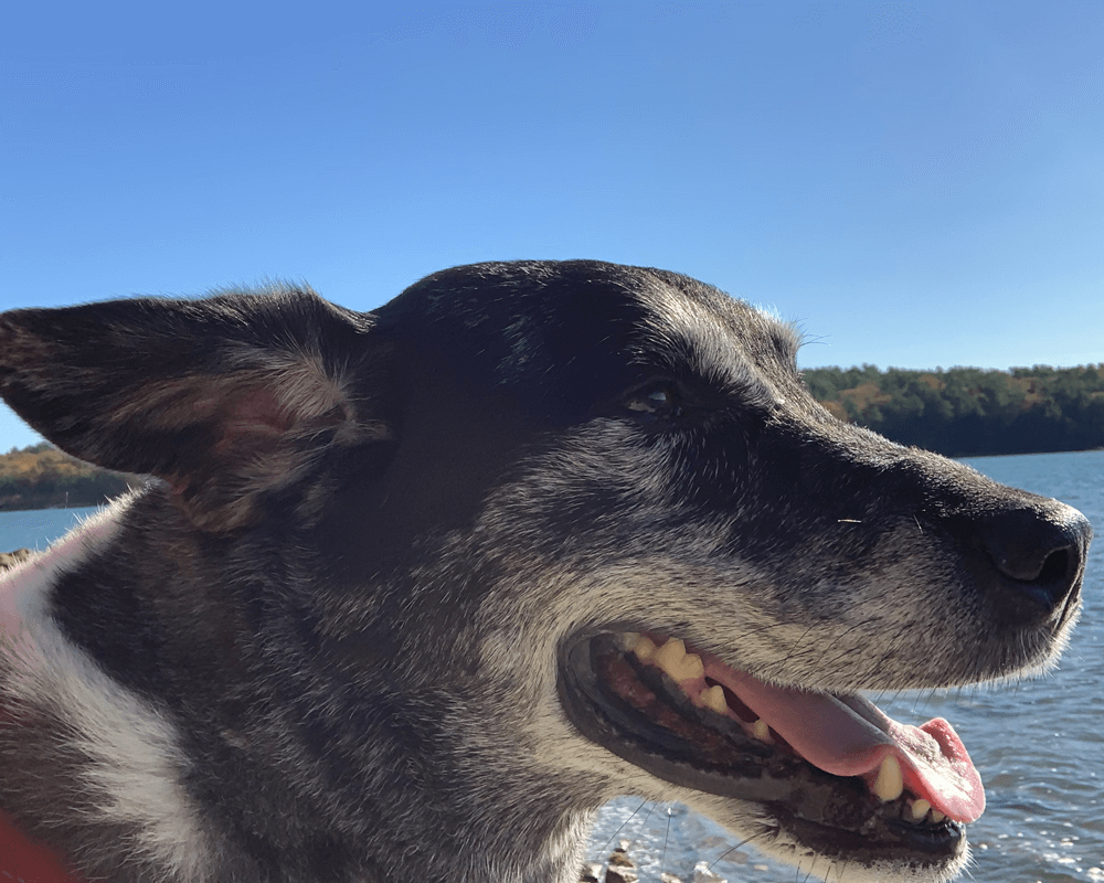 Dog's head taken profile with wind blowing through dog's ears while riding on boat below.