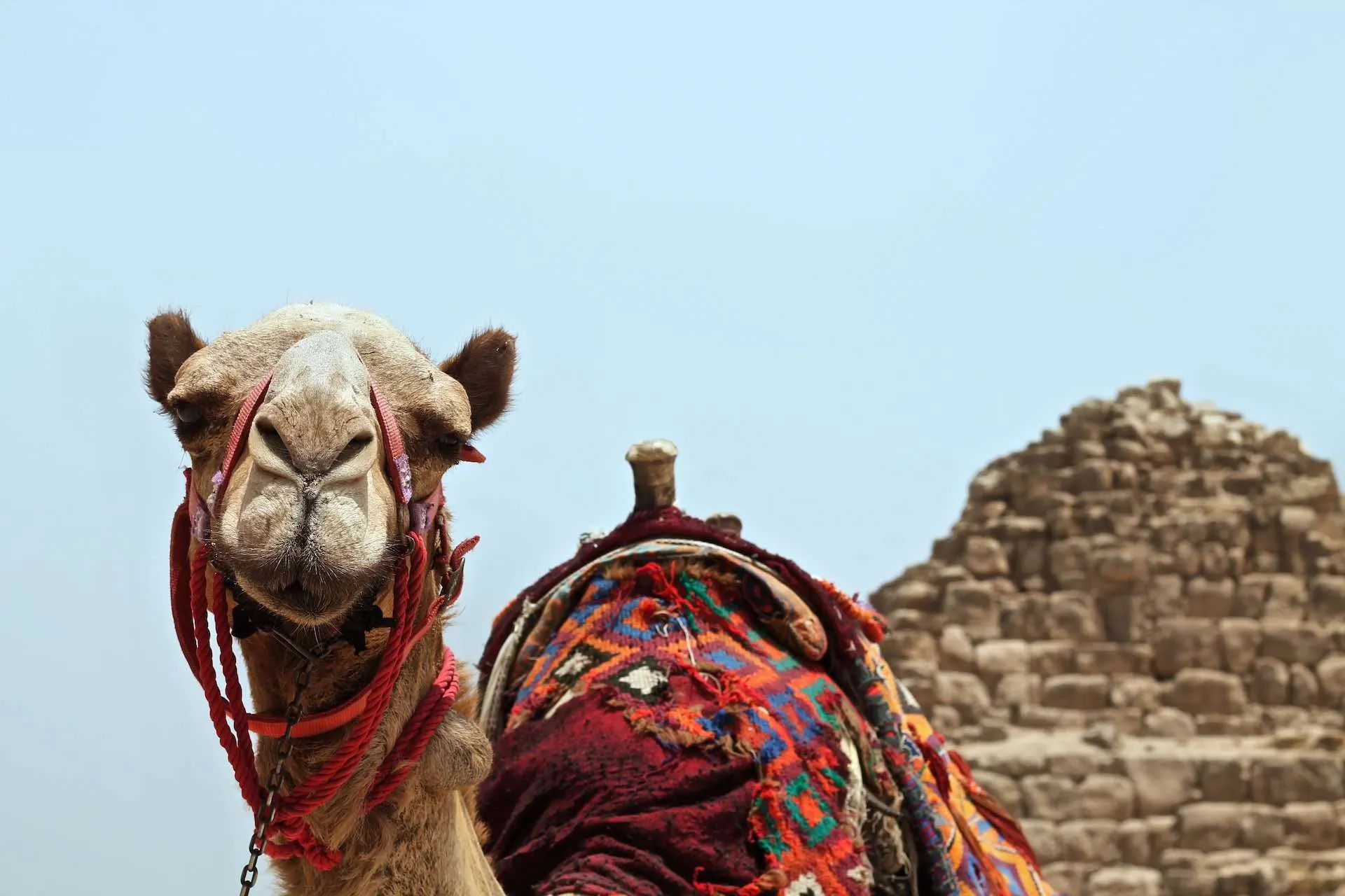Camello en las Pirámides de Giza